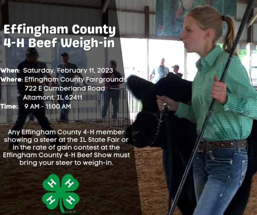Beef Weigh in jan2023 850